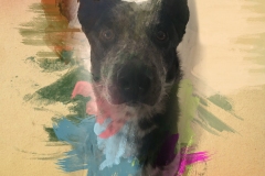 Photoshop Image manipulation. Experimenting with water color effects on photo I took of a friends dog.